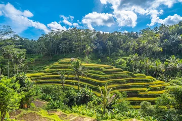 Fotobehang Tegallalang Rice Terrace in Bali, Indonesia. © javarman