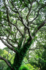 trees in the forest