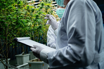 Close up, scientists are taking notes and examining marijuana in a greenhouse. The concept of...