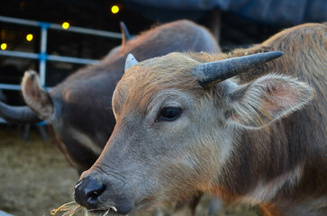 Close-up photo of a buffalo's face