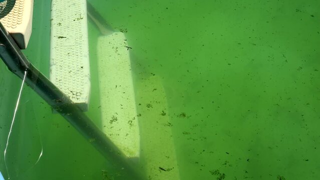 Pool ladder disappearing into green, murky water with algae floating around