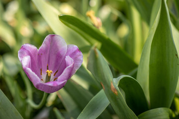 Fototapeta premium Purple Tulip in a Sunlit Garden in Spring