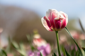 Isolated Pink and Purple Tulips in a Sunlit Field in Spring with Blurred Blue Sky Background