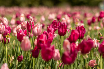Light Pink and Magenta Tulips in a Sunlit Field in Spring, Blurred Background