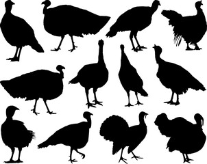 Set of Turkey Silhouette, Bird, Farm Animal