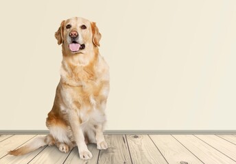 Happy sitting smart dog posing