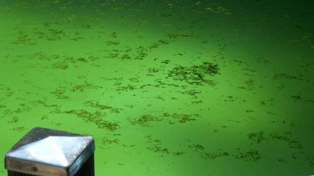 Green water of a stagnant, dirty pool with algae and other organic bits floating around.