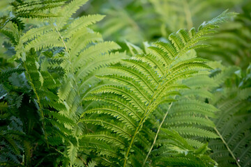 Ostrich fern in the backyard, selective focus