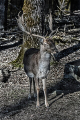Fallow deer male on the forest border. Latin name - Dama dama	