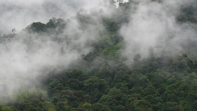 Mindo cloud forest time lapse with creation of clouds and motion of fog and mist, Ecuador.