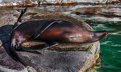 Sea-lion on the stone in the pond. Latin name - Zalophus californianus