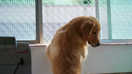 Domestic Dog leaning by apartment window looking outside. Golden Retriever Pet staring out bellow