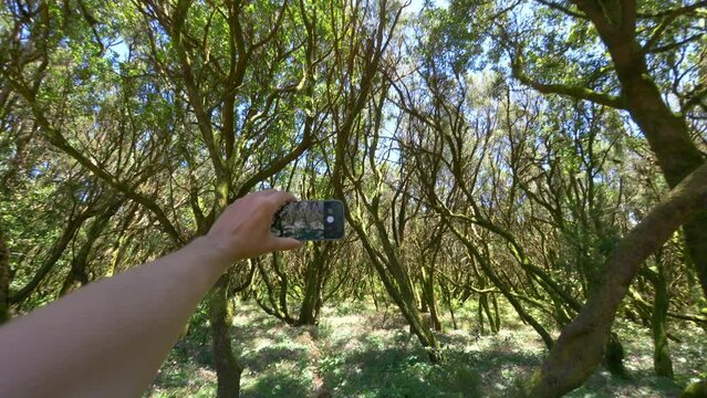 Taking piture of ancient laurel forest in Gomera island in 4k slow motion 60fps