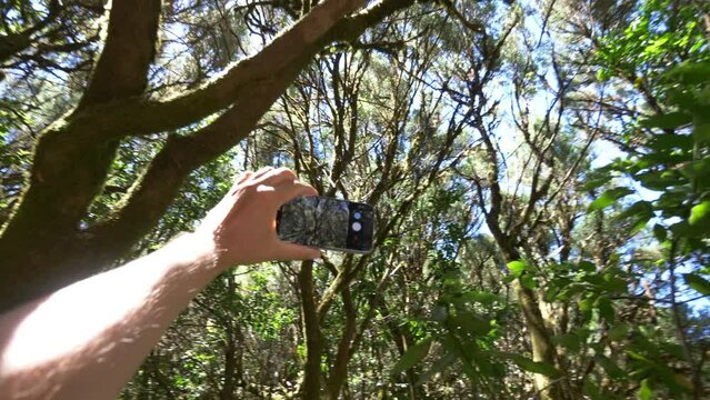 Taking piture of ancient laurel forest in Gomera island in 4k slow motion 60fps