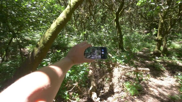 Taking piture of ancient laurel forest in Gomera island in 4k slow motion 60fps