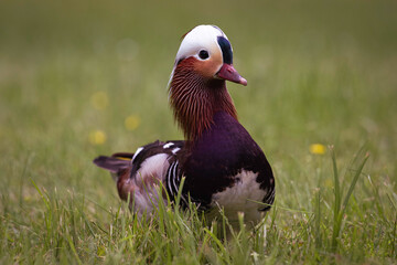 Mandarin duck