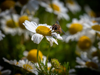 bee-like fly sits on a white daisy flower on a summer day. Insect on a flower close-up. Hover...