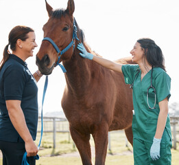 Woman, vet and check horse health on farm, veterinary medicine and care for sick animal....