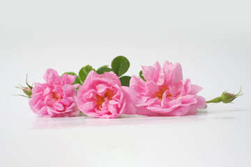 Obraz na płótnie Canvas Rosa damascena. Damask rose. Oil-bearing rose. Bulgarian rose oil. Organic. Rose water.