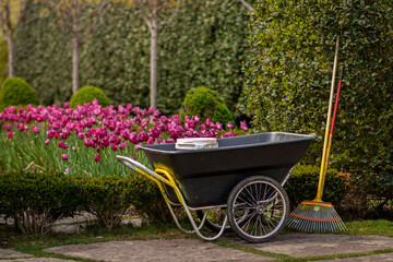 Black wheelbarrow wagon wheel and yellow rake next to fuchsia pink tulip flowers and bushes, Landscaping and gardening concept with copy space