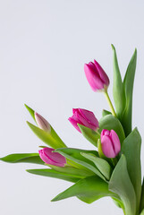 purple tulips on a white background