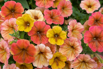 Summertime display of a blend of yellow, coral and orange petunia flowers.