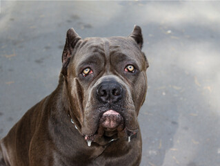 cane corso dog with life experience, copy space