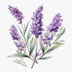 Obraz premium Lavender flowers isolated. Illustration AI Generative.