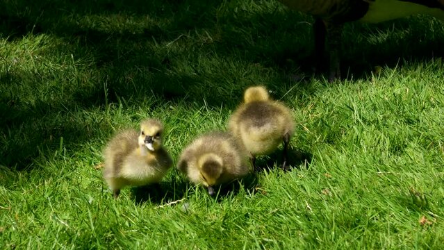 three Canada goose cubs chicks found a piece of bread trying to tear it with beak little newly born animals birds sitting in grass close up walking sharing food beautiful naturalistic video Vancouver