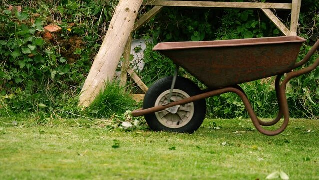 Woman wheels rusty old wheelbarrow in garden