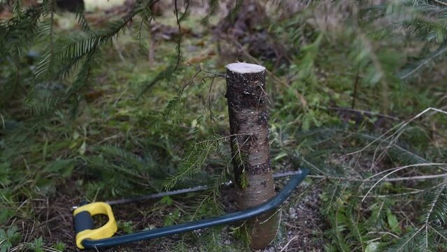 Close up of a small Douglas fir tree being cut down with a hand saw to use as a Christmas tree