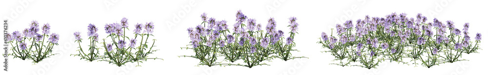 Poster set of thymus serpyllum flowers with isolated on transparent background. png file, 3d rendering illu
