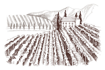Hand drawn rustic vineyard landscape