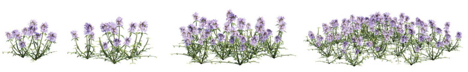 Set of Thymus serpyllum flowers with isolated on transparent background. PNG file, 3D rendering illustration, Clip art and cut out