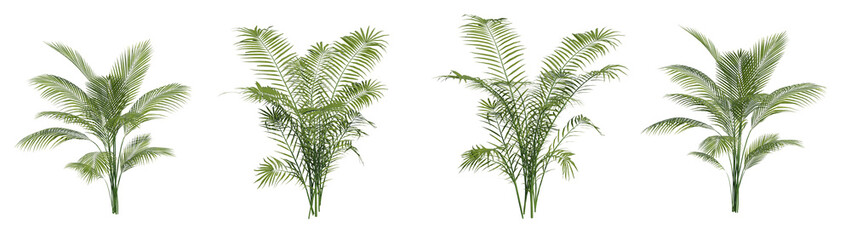 Fototapeta na wymiar Set of Areca Palm houseplants with isolated on transparent background. PNG file, 3D rendering illustration, Clip art and cut out