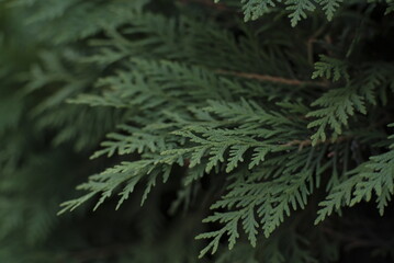 close up of branches