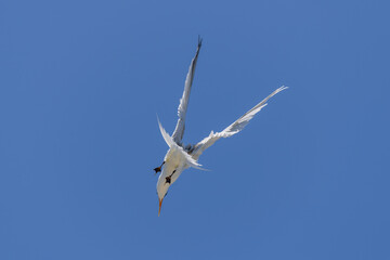Royal tern. Sea bird flying. Seagull in the sky.