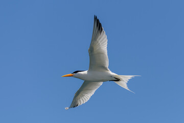 Royal tern. Sea bird flying. Seagull in the sky.