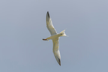 Royal tern. Sea bird flying. Seagull in the sky.
