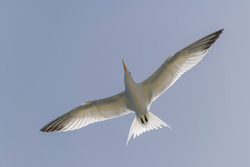 Royal tern. Sea bird flying. Seagull in the sky.