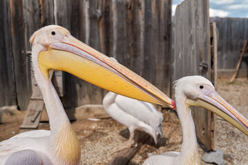 Pelican bird, blurred wooden farm fence background, more birds near, closeup detail to large beak