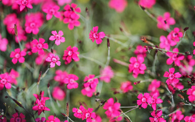 Shallow depth of field, only few blossoms in focus. Bright pink garden  carnation flowers on green meadow. Abstract spring background