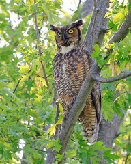 Great-horned Owl perched on a tree branch in the forest, Quebec, Canada