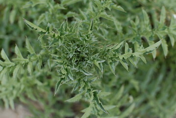 close up of grass