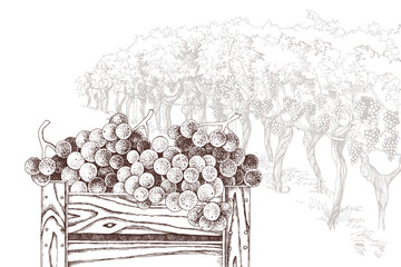 Sweet grapes in wooden crate at vineyard back