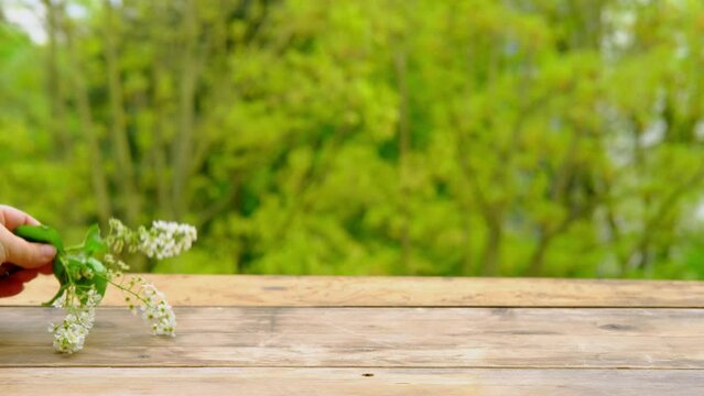 sprigs of white bird cherry on table, old wooden boards, background of spring green foliage of trees, seasonal flowering concept, basis for the designer