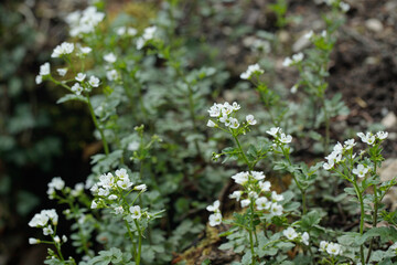 The large bitter-cress (Cardamine amara).