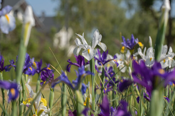 Group of colorful dutch iris (Iris x hollandica) in a cutting garden.