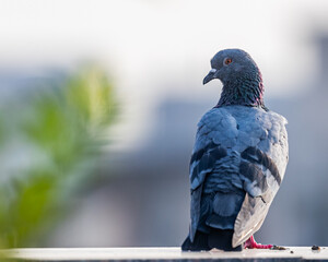 A Pigeon sitting on a wall