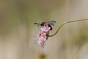 Polilla Zygaena trifolii sobre flor scabiosa de tonos rosa y reflejos azulados por el sol en sus alas